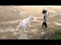 Bruce Lee Cat HD