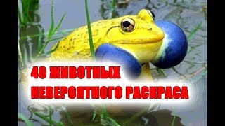 40 восхитительных животных с удивительным раскрасом