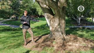 Ask an Arborist: How do I Avoid Damaging my Tree’s Roots?