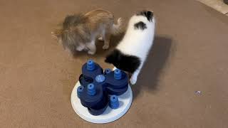 Pomeranian Puppy Flower Tower Dog Activity Strategy Game Level 3 Treat Dispensing White with Blue