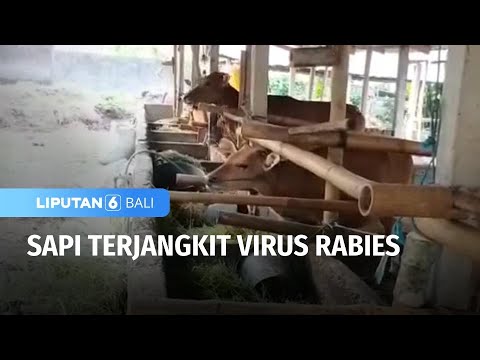 , title : 'Sapi Terjangkit Virus Rabies | Liputan 6 Bali'
