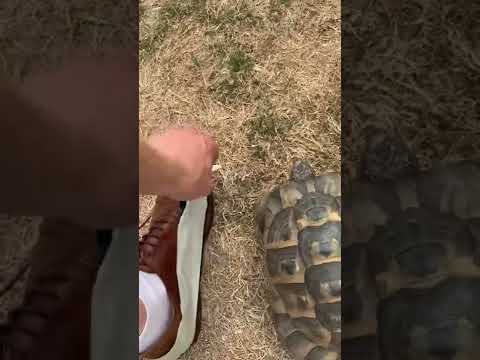 Turtle v black and white tape on shoe 😂