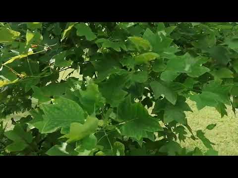 Лириодендрон тюльпановый ((Liriodendron tulipifera)