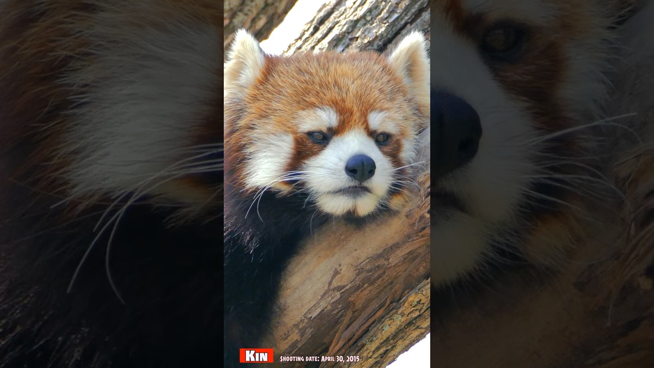 樹上でまったり…レッサーパンダのキン（2015年4月30日撮影）