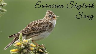 Download lagu Masteran suara burung EURASIAN SKYLARK tanpa jeda, cocok untuk jenis branjangan dan murai batu mp3
