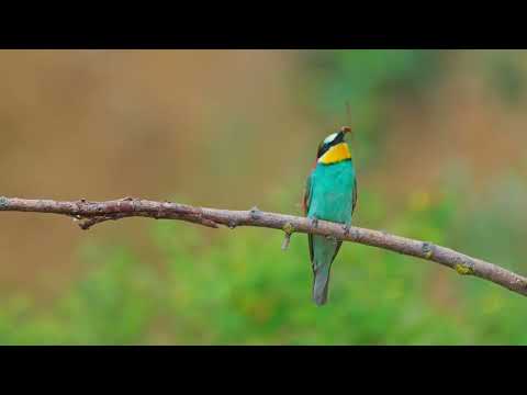 Żołna najpiękniejszy ptak w Polsce