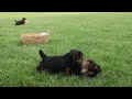 Yorkshire Terrier dogs for sale:  Benji  💛🐾 - Video 1