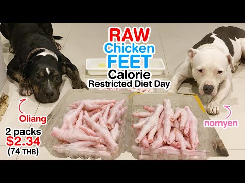 download lagu mp3 mp4 Can Dogs Eat Chicken Feet, download lagu Can Dogs Eat Chicken Feet gratis, unduh video klip Can Dogs Eat Chicken Feet