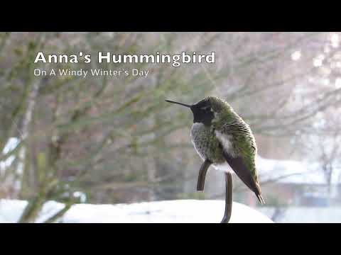 Anna's Hummingbird On A Windy Winter's Day