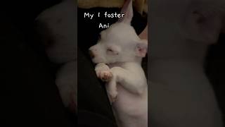 🐶😴 #chihuahua 💤#cutedog #fosterdog