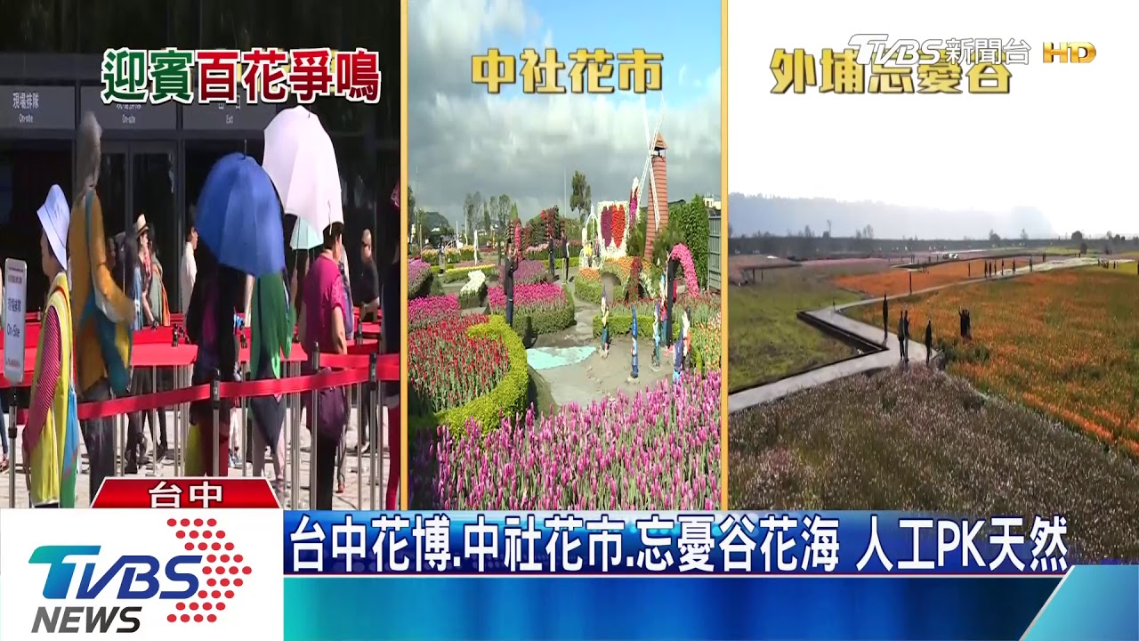 好美 外埔忘憂谷 20公頃彩色波斯菊天然花田