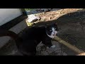 While We Were Sitting At The Bus Stop Tuxedo Cat Came To Us With Her Cute Meow