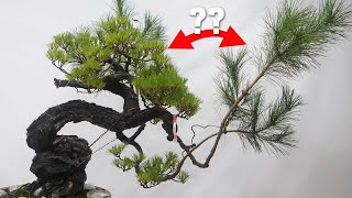 희생지를 이용해 가지를 굵게 만드는 방법 ㅣ희생지 운영 방법 ㅣ희생지 운영