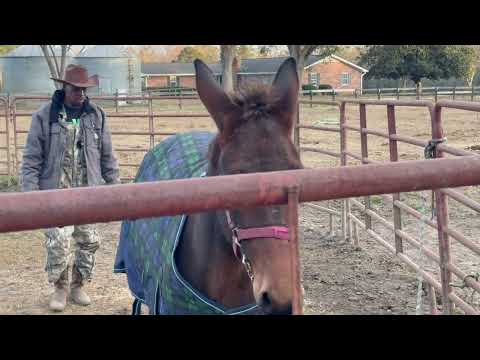 Putting Blanket On Worlds Most Stubborn Mule (NOT SAFE)