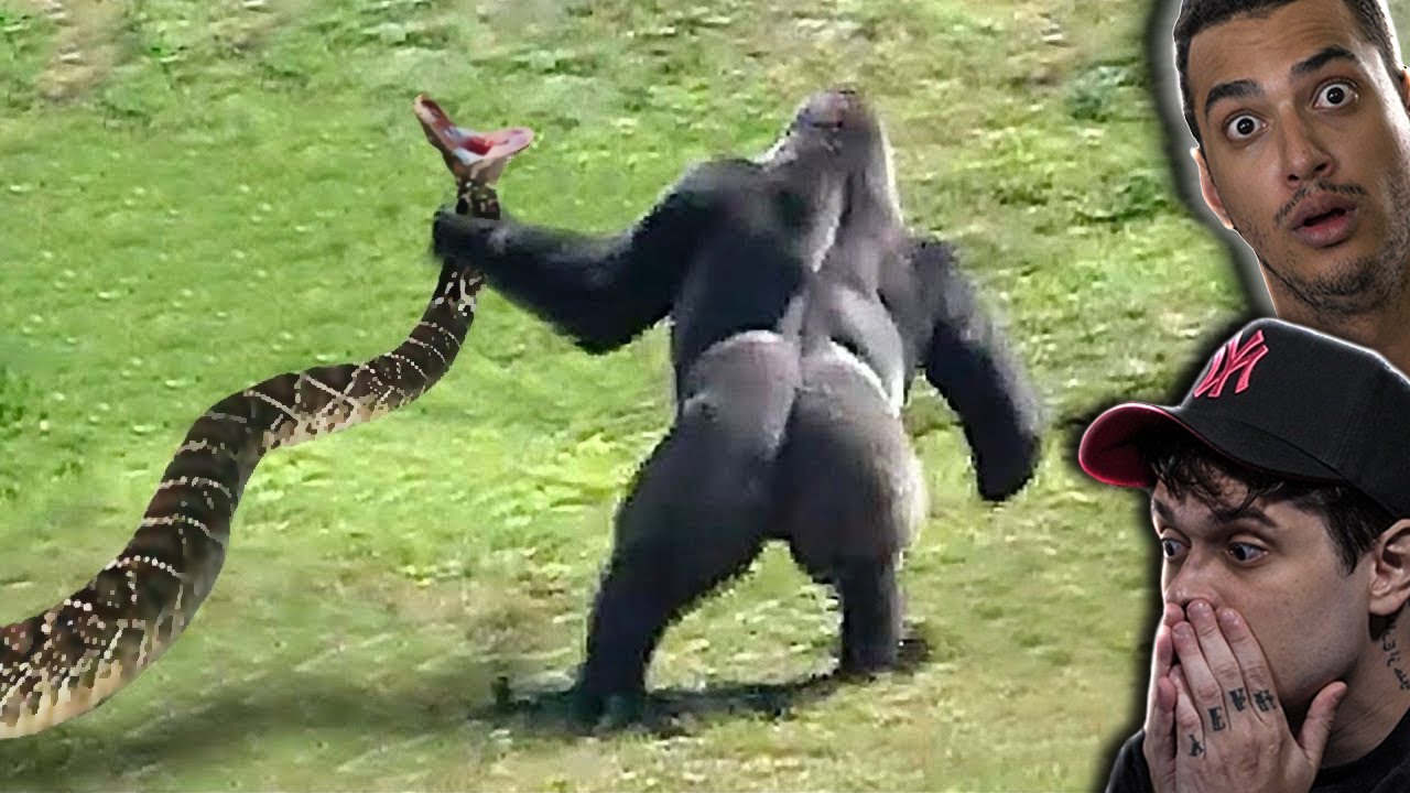 9 Vezes que Cobras Mexeram com o Adversário Errado - DUELOS DE ANIMAIS