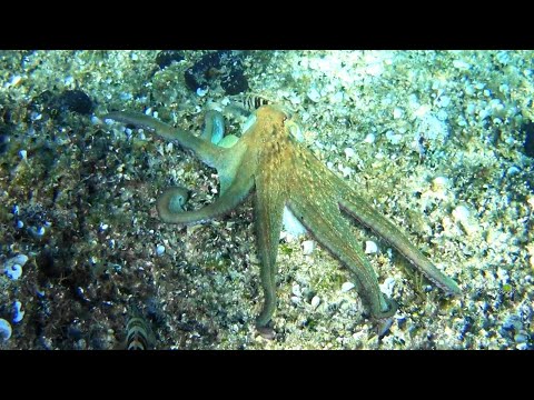 Polip 3-4 méteren úszik - Octopus swims at 3-4 meters