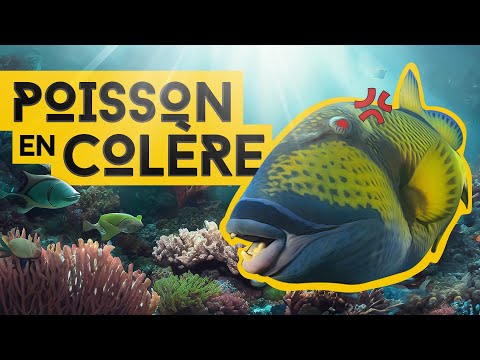 Titan triggerfish, how to dive without getting bitten by this fish!?