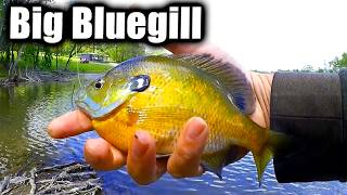 How Do I Catch The BIG BLUEGILL? Bank Fishing Rig For JUMBO Bluegill