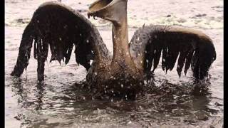 Donde jugarán los niños - Maná