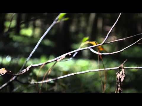 Mariusz Duda / Steven Wilson – The Old Peace (Cover)