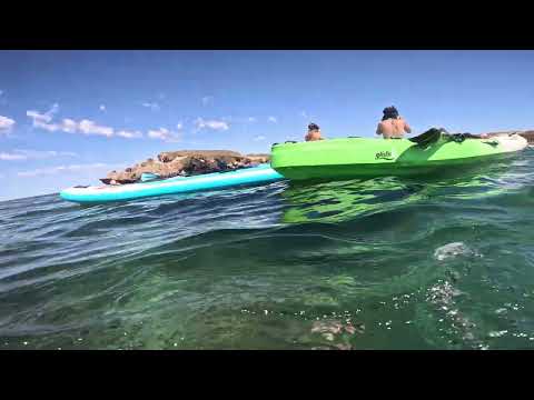 2023.01.21  Swim with Sea Lions