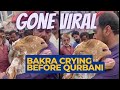 Lahore Bakra Mandi Emotional Viral Video Bakra Is Crying For His Owner Eid Ul Adha 2022