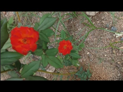 #Mygardentourvideo#flowergarden#SrilathaAgriculture#beautifulnature#my lifestyle