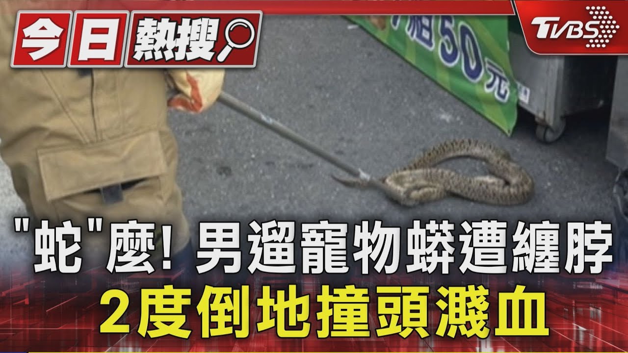 屏東男「大蛇包小脖」蟒蛇突纏主人脖 兩度倒地撞頭濺血