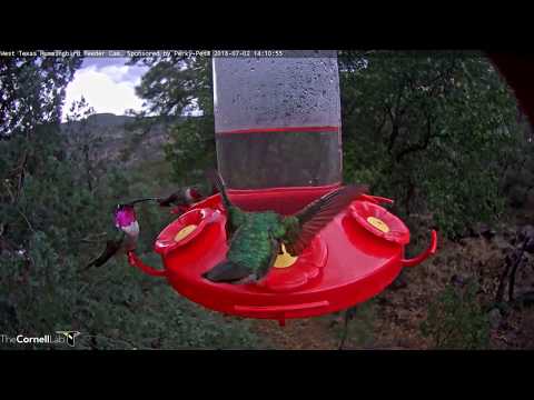 Flashy Hummingbirds Jockey For Position In West Texas – July 2, 2018
