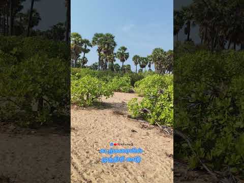 #avudaiyarpattinam #ammapattinam #cashewgrove #vkrvlogs #shorts