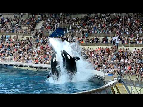 Représentation des orques - marineland août 2018