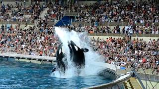 Représentation des orques - marineland août 2018
