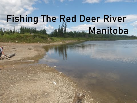 Fishing The Red Deer River Manitoba
