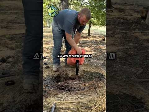 건초에 엔진오일 뿌리는 이유