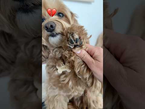 We are responsible for those we welcome: they are not to be abandoned, they are to be loved forever.