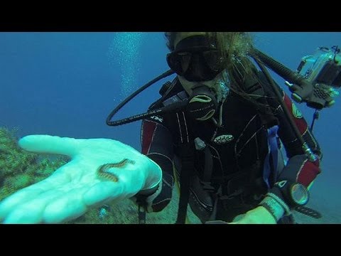 Farmaci per parassiti per un acquario Il dispositivo per definizione di parassiti in un corpo umano
