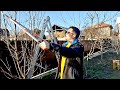 Tăierea Pomilor Pentru începători Taieri La Prun