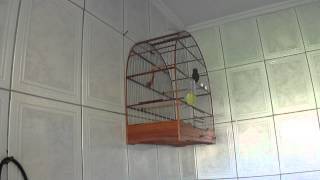 Galador Back Spider