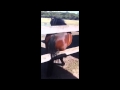 Twerking Pony