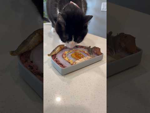 Happy Tuesday ☀️ #letsfeedmycat #catfood #rawfedcat #rawcatfood #catslowfeeder #catmom #catfoodtips