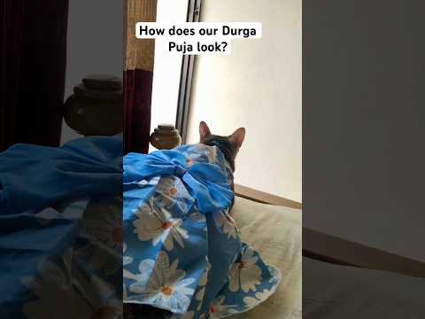 👉 “Durga Puja Vibes with Cats 😻✨ Festive Cuties in Dress | #Shorts