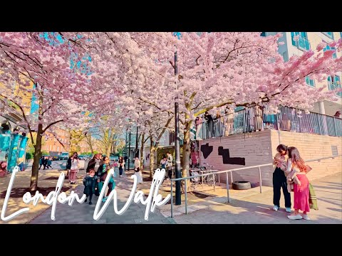 🌸 Spring Blossom Walk: Swiss Cottage to Camden Market (4K HDR) | London Cherry Blossom Streets 🌸