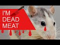 Mouse Killer Noise Filthy Mice Gone In 4 Minutes