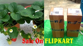 #Strawberry Plant Packaging For Online Selling -"How to Packing Plant for Flipkart"#how to get plant