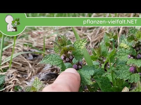 Gefleckte Taubnessel - Blühbeginn - 03.04.18 (Lamium maculatum) - Pflanzen-Bestimmung