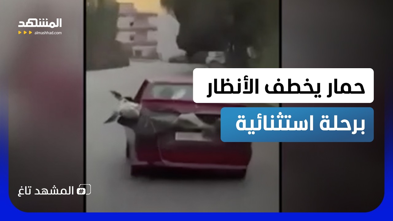 مشهد لا تراه كل يوم.. حمار "يأخذ توصيلة" داخل صندوق سيارة في لبنان - المشهد تاغ