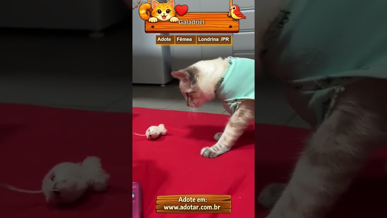 Gato raça SRD-ViraLata idade 7 a 11 meses nome Galadriel