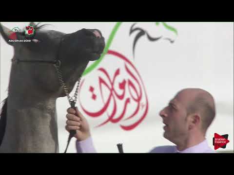 N 396 FAKHR ALBATEEN   UAE Nationals 2019