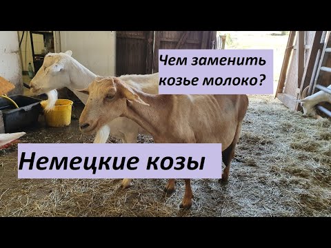 , title : 'Редкая порода коз / АКТИНОМИКОЗ / Чем кормить козленка