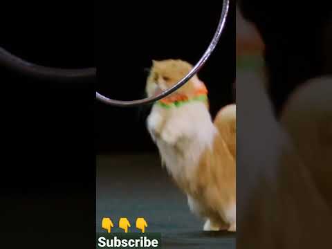 The Savitsky Cats#Super Trained Cats#Beautiful Performance#Subscribe Channel.